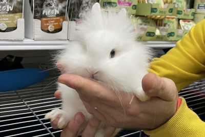 Bari, i negozi che vendono animali: �Norme giuste ma stringenti, siamo rimasti in pochi�